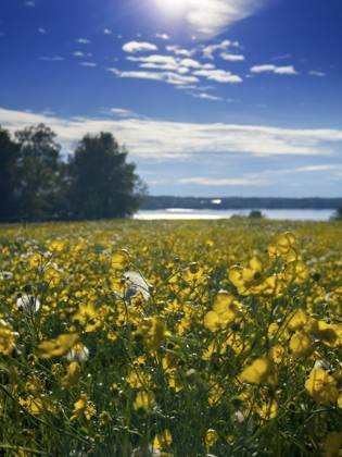 Blumenwiese, scharfer Hahnenfuß, Hahnenfuß (Ranunculus acris), hinten Starnberger See, Bayern, Deutschland, Europa Flower meadow, buttercup, buttercup (Ranunculus acris), behind Lake Starnberg, Bavaria, Germany, Europe Copyright: imageBROKER ReinhardxRohner ibxrrf11662694