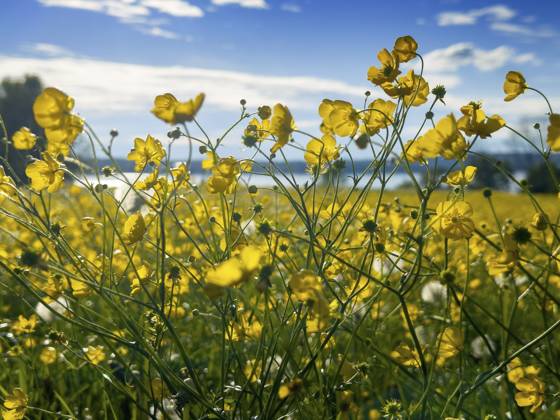 Blumenwiese, scharfer Hahnenfuß, Hahnenfuß (Ranunculus acris), hinten Starnberger See, Bayern, Deutschland, Europa Flower meadow, buttercup, buttercup (Ranunculus acris), behind Lake Starnberg, Bavaria, Germany, Europe Copyright: imageBROKER ReinhardxRohner ibxrrf11662695