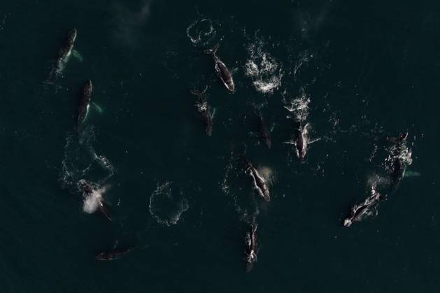 Bilder des Jahres 2024, News 11 November News Bilder des Tages Super pod of Humpback whales in Cape Town A super pod of humpback whales swim off Cape Town, South Africa on November 29, 2024. A rare super pod of around 40 humpback whales has been observed off Cape Town?s peninsula, offering a striking spectacle for marine enthusiasts. Researchers attribute the gathering to the seasonal abundance of krill and other prey species in the nutrient rich waters of the Benguela current. While this event highlights the health of the local ecosystem, it comes amid concern over three humpback whale deaths recorded along the coastline in the past six weeks. Scientists are investigating potential causes, including ship strikes and fishing gear entanglements, to better understand and mitigate threats to these iconic Copyright: xMatrixxImagesx xNicxBothmax 