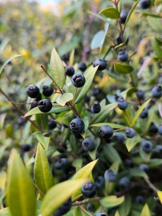 beautiful green bush on green background 27720883 RECORD DATE NOT STATED