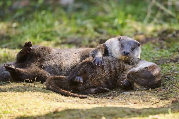 Fischotter (Lutra lutra) beim Spielen auf einer Wiese im Bayerischen Wald, Bayern, Deutschland, Europa Eurasian otters (Lutra lutra) playing on a meadow in the bavarian forest, Bavaria, Germany, Europe Copyright: imageBROKER Davidx&xMichaxSheldo ibxshe11943719.jpg