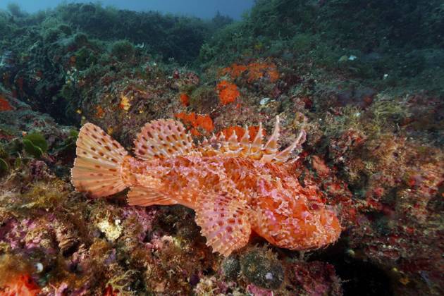 Großer Roter Drachenkopf (Scorpaena scrofa) in lebhaftem Korallenriff, kontrastreich, Tauchplatz Meeresschutzgebiet Cap de Creus, Rosas, Costa Brava, Spanien, Mittelmeer, Europa Red scorpionfish (Scorpaena scrofa) in a lively coral reef, rich in contrast, dive site Cap de Creus Marine Reserve, Rosas, Costa Brava, Spain, Mediterranean Sea, Europe Copyright: imageBROKER RolfxvonxRiedmatten ibxrvo11978740