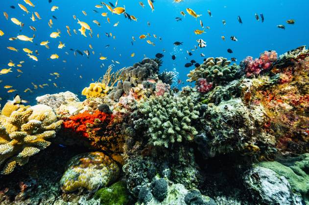 coral landscape close to the Similan islands in Thailand Phuket, Phuket, Thailand CR_THHE250103D-1576342-01