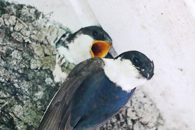Common house martin (Delichon urbicum) bringing food to its youngsters. It hangs on its nest and looks at the photographer. The young has its beak wide open. The nests are constructed by both sexes with mud pellets collected in their beaks , 47685950.jpg, Animal, Bird, germany, stone, white, blue, roof, nature, beautiful, natural, wild, wildlife, beak, feather, feathers, house, nest, closeup, beauty, background, summer, outdoors, looking, young, ornithology, birdwatching, passerine, common, surface, hungry, rough, adult, mature, chick, wild animal, open, swallow, hirundo, habitat, mud, parent, hirundinidae, hatchling, squeaker, nestling, martin, delichon, urbicum, clay, two RECORD DATE NOT STATED