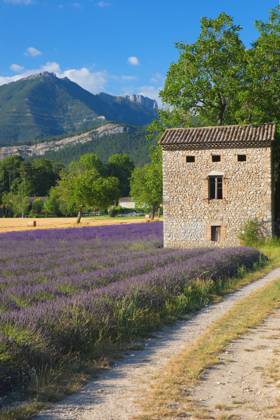 Lavendel, Schmalblaettriger Lavendel, Echter Lavendel (Lavandula angustifolia, Lavandula officinalis), Lavendelfeld, Frankreich, Drome English lavender (Lavandula angustifolia, Lavandula officinalis), Lavenderfield, France, Drome BLWS721826