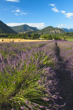 Lavendel, Schmalblaettriger Lavendel, Echter Lavendel (Lavandula angustifolia, Lavandula officinalis), Lavendelfeld, Frankreich, Drome English lavender (Lavandula angustifolia, Lavandula officinalis), Lavenderfield, France, Drome BLWS721828