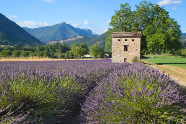 Lavendel, Schmalblaettriger Lavendel, Echter Lavendel (Lavandula angustifolia, Lavandula officinalis), Lavendelfeld, Frankreich, Drome English lavender (Lavandula angustifolia, Lavandula officinalis), Lavenderfield, France, Drome BLWS721825