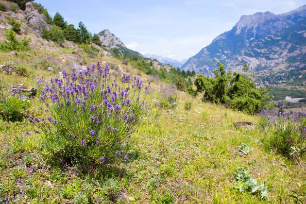 Lavendel, Schmalblaettriger Lavendel, Echter Lavendel (Lavandula angustifolia, Lavandula officinalis), bluehend in den Alpen, Frankreich, Haute Alpes English lavender (Lavandula angustifolia, Lavandula officinalis), blooming in the Alps, France, Haute Alpes BLWS721851