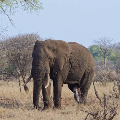 Afrikanischer Buschelefant (Loxodonta africana), erwachsenes Männchen beim Fressen von trockenem Gras, Elefantenbulle in der Brunst, Detail des Penis, Savanne, Krüger Nationalpark, Südafrika African bush elephant (Loxodonta africana), adult male feeding on dry grass, elephant bull in rut, detail of the penis, savanna, Kruger National Park, South Africa, Africa Copyright: imageBROKER Jean-FrançoisxDucass ibljed12272986