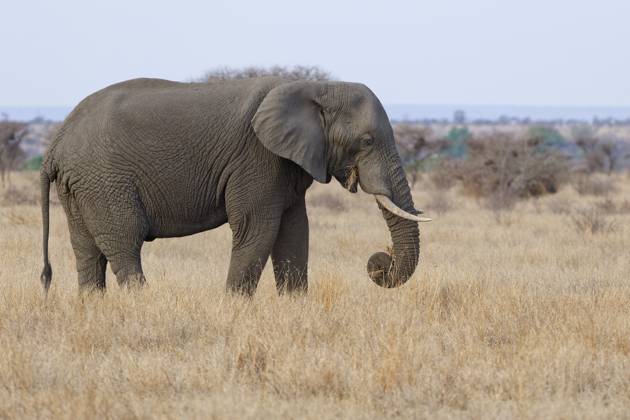 Afrikanischer Buschelefant (Loxodonta africana), erwachsenes Männchen beim Fressen von trockenem Gras, Futtersuche, Savanne, Krüger Nationalpark, Südafrika African bush elephant (Loxodonta africana), adult male feeding on dry grass, foraging, savanna, Kruger National Park, South Africa, Africa Copyright: imageBROKER Jean-FrançoisxDucass ibljed12273187