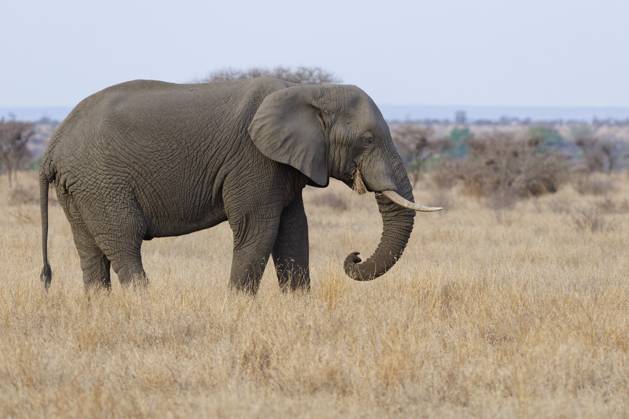 Afrikanischer Buschelefant (Loxodonta africana), erwachsenes Männchen beim Fressen von trockenem Gras, Futtersuche, Savanne, Krüger Nationalpark, Südafrika African bush elephant (Loxodonta africana), adult male feeding on dry grass, foraging, savanna, Kruger National Park, South Africa, Africa Copyright: imageBROKER Jean-FrançoisxDucass ibljed12273188