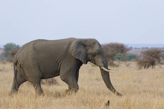 Afrikanischer Buschelefant (Loxodonta africana), erwachsenes Männchen bei der Futtersuche im trockenen Gras, Savanne, Krüger Nationalpark, Südafrika African bush elephant (Loxodonta africana), adult male feeding on dry grass while walking, foraging, savanna, Kruger National Park, South Africa, Africa Copyright: imageBROKER Jean-FrançoisxDucass ibljed12273189