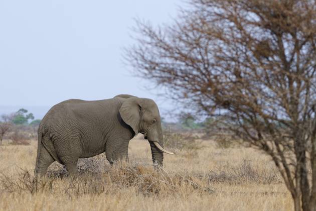 Afrikanischer Buschelefant (Loxodonta africana), erwachsenes Männchen beim Fressen von trockenem Gras, Futtersuche, Savanne, Krüger Nationalpark, Südafrika African bush elephant (Loxodonta africana), adult male feeding on dry grass, foraging, savanna, Kruger National Park, South Africa, Africa Copyright: imageBROKER Jean-FrançoisxDucass ibljed12273190