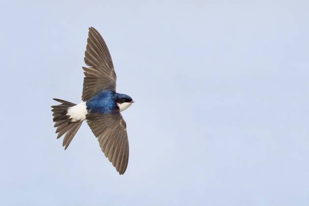 Mehlschwalbe, Mehl-Schwalbe (Delichon urbica, Delichon urbicum), im Flug von oben, Italien, Campania common house martin (Delichon urbica, Delichon urbicum), adult in flight showing upperparts, Italy, Campania BLWS722883