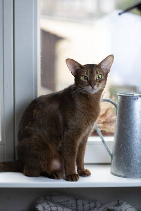 Eine Abessinierkatze mit rötlichem Fell sitzt auf einem warmen Heizkörper am Fenster. Draußen ist Winter, drinnen genießt die Katze die wohlige Wärme. Symbol für steigende Heizkosten, Energiesparen und Tierwohl in der kalten Jahreszeit.