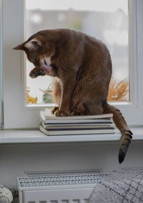 Eine Abessinierkatze mit rötlichem Fell sitzt auf einem warmen Heizkörper am Fenster. Draußen ist Winter, drinnen genießt die Katze die wohlige Wärme. Symbol für steigende Heizkosten, Energiesparen und Tierwohl in der kalten Jahreszeit.