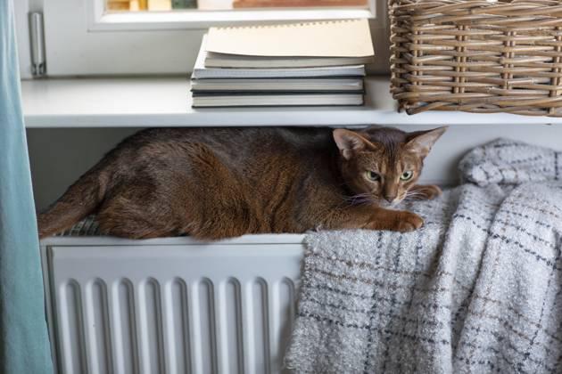 Eine Abessinierkatze mit rötlichem Fell sitzt auf einem warmen Heizkörper am Fenster. Draußen ist Winter, drinnen genießt die Katze die wohlige Wärme. Symbol für steigende Heizkosten, Energiesparen und Tierwohl in der kalten Jahreszeit.