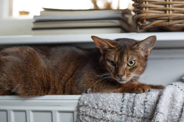 Eine Abessinierkatze mit rötlichem Fell sitzt auf einem warmen Heizkörper am Fenster. Draußen ist Winter, drinnen genießt die Katze die wohlige Wärme. Symbol für steigende Heizkosten, Energiesparen und Tierwohl in der kalten Jahreszeit.
