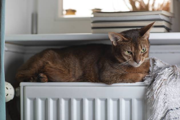 Eine Abessinierkatze mit rötlichem Fell sitzt auf einem warmen Heizkörper am Fenster. Draußen ist Winter, drinnen genießt die Katze die wohlige Wärme. Symbol für steigende Heizkosten, Energiesparen und Tierwohl in der kalten Jahreszeit.