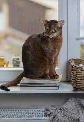 Eine Abessinierkatze mit rötlichem Fell sitzt auf einem warmen Heizkörper am Fenster. Draußen ist Winter, drinnen genießt die Katze die wohlige Wärme. Symbol für steigende Heizkosten, Energiesparen und Tierwohl in der kalten Jahreszeit.