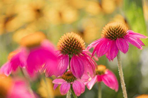 Coneflowers (Echinacea) with pink petals in full bloom in front of others in blurred foreground and background 19103265 RECORD DATE NOT STATED