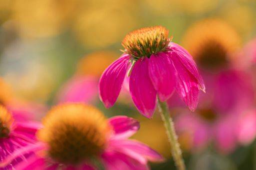 Coneflowers (Echinacea) with pink petals in full bloom in front of others in blurred foreground and background 19103268 RECORD DATE NOT STATED