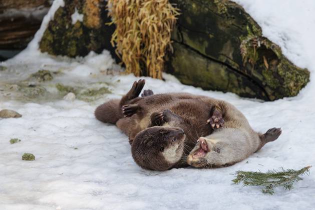An einem sonnigen Tag spielen zwei Fischotter (Lutra lutra) im Schnee vor einer Wurzel eines abgestorbenen Baumes On a sunny day two otters (Lutra lutra) play in the snow in front of a root of a dead tree Copyright: imageBROKER photoholic iblprw12728754.jpg