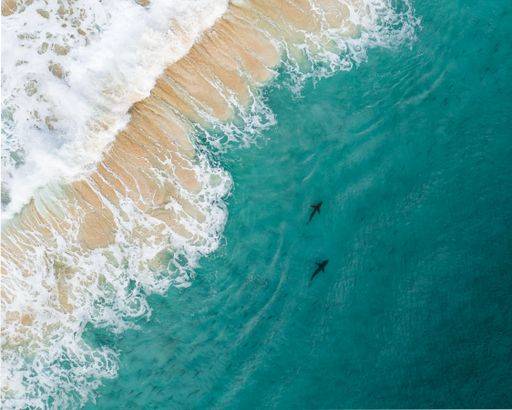 Aerial view of ocean waves meeting sandy beach with two sharks swimming in clear turquoise water. 28364634 RECORD DATE NOT STATED