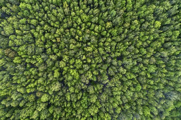 Germany, Mecklenburg-Western Pomerania, Aerial view of coniferous forest in early spring, RUEF02318