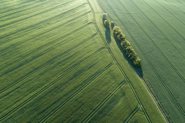 Germany, Mecklenburg-Western Pomerania, Aerial view of dirt road between green vast wheat fields in spring, RUEF02321