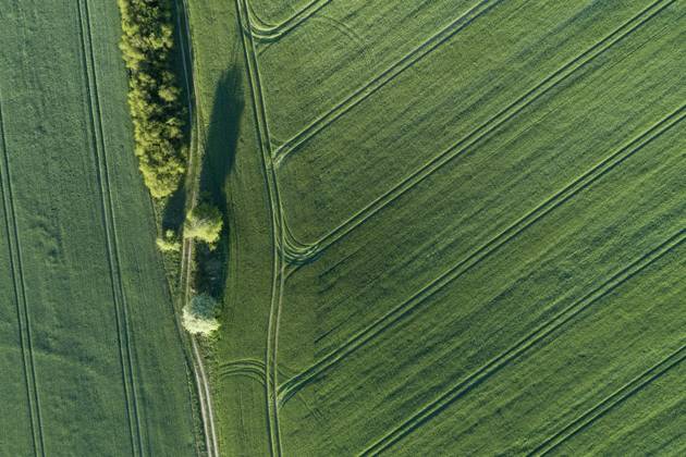 Germany, Mecklenburg-Western Pomerania, Aerial view of dirt road between green vast wheat fields in spring, RUEF02323
