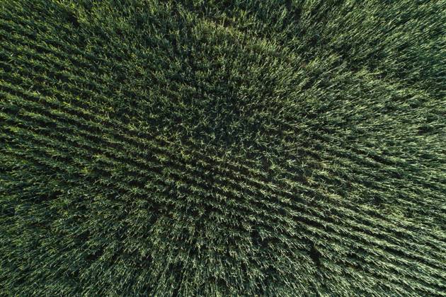 Germany, Mecklenburg-Western Pomerania, Aerial view of green wheat field in spring, RUEF02325