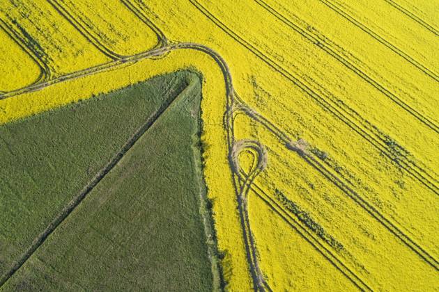 Germany, Mecklenburg-Western Pomerania, Aerial view of wheat and rapeseed fields in spring, RUEF02330