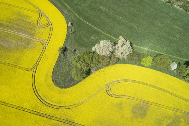 Germany, Mecklenburg-Western Pomerania, Aerial view of wheat and rapeseed fields in spring, RUEF02333