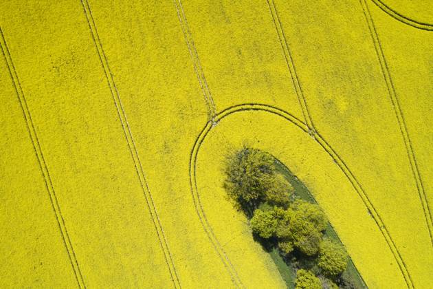 Germany, Mecklenburg-Western Pomerania, Aerial view of vast rapeseed field in spring, RUEF02339