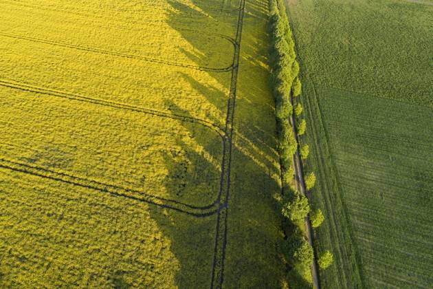 Germany, Mecklenburg-Western Pomerania, Aerial view of treelined country road between rapeseed and wheat fields in spring, RUEF02351