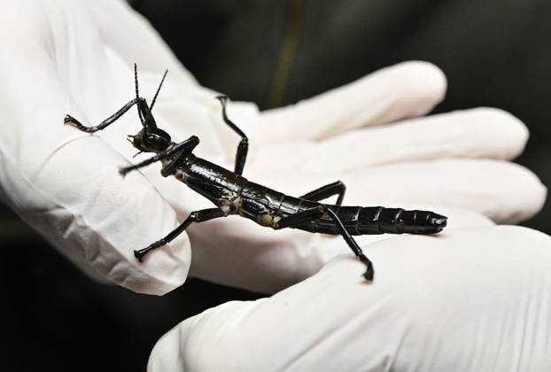 Bilder des Jahres 2025, News 03 März News Themen der Woche KW13 Tschechien, Baumhummer Dryococelus australis im Zoo in Prag The Prague Zoo presented Dryococelus australis, in Prague, Czech Republic, on March 27, 2025. (CTKxPhoto RomanxVondrous) CTKPhotoP2025032704598  CTKPhotoP2025032704598