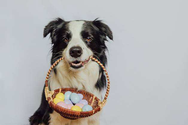 Konzept für frohe Ostern. Vorbereitung für den Urlaub. Cute Welpen Hund Border Collie hält Korb mit Ostern bunte Eier im Mund isoliert auf weißem Hintergrund. Frühling Grußkarte. Konzept für frohe Ostern. Vorbereitung für den Urlaub. Cute Welpen Hund Border Collie hält Korb mit Ostern bunte Eier im Mund isoliert auf weißem Hintergrund. Frühling Grußkarte. Copyright: xZoonar.com IuliiaxZavalishinax 23111642