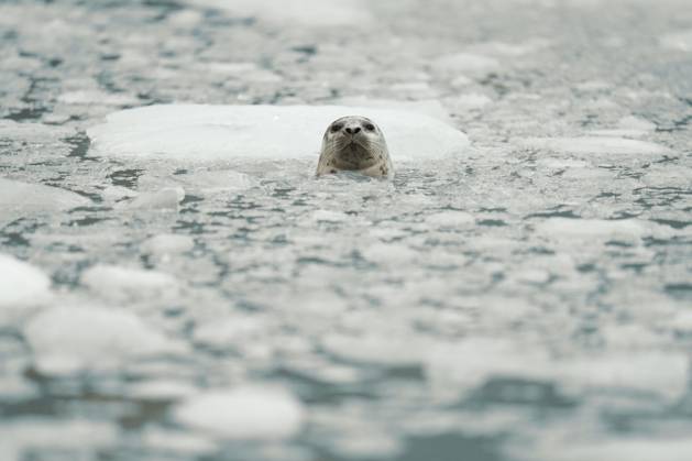 Creative Highlights World Seal Emerges Amidst Frozen Arctic Waters Surrounded by Ice and S Seward, Alaska, United States R_SYVS2503170C-1676336-01