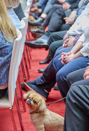 Deutscher Lehrkräftepreis - Vorbildliche Schulleitung EUR,Deutschland, Berlin, 31.03.2025: Kleiner Hund als Teilnehmer und Zuhörer. Unterricht Innovativ 2024 - Deutscher Lehrkräftepreis wird in der Wettbewerbskategorie Vorbildliche Schulleitung wird mit drei Preisen geehrt. Der 1. Preis geht an Andrea Franke von der Willy-Brandt Schule in Berlin-Wedding einer Integrierten Sekundarschule. Der 2. Preis geht an Carten Bangert, Philipp Wetzel und Markus Burster von der Maria-Gress-Schule in Ilffezheim einer Verbundschule aus Baden-Württemberg sowie der 3.Preis an Nicole Verdenhalven von der Rahel-Hirsch-Schule einem Oberstufenzentrum (Berufle Schule) aus Berlin-Marzahn Hellersdorf.