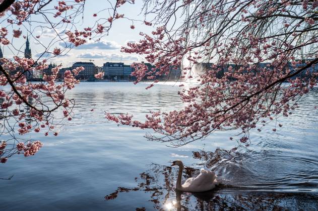 Bilder des Jahres 2025, News 04 April News Bilder des Tages Deutschland, Hamburg, 01.04.2025: Kirschblüten blühen an der Hamburger Binnenalster während ein Schwan am Ufer schwimmt. Kirschblüte an der Hamburger Binnenalster