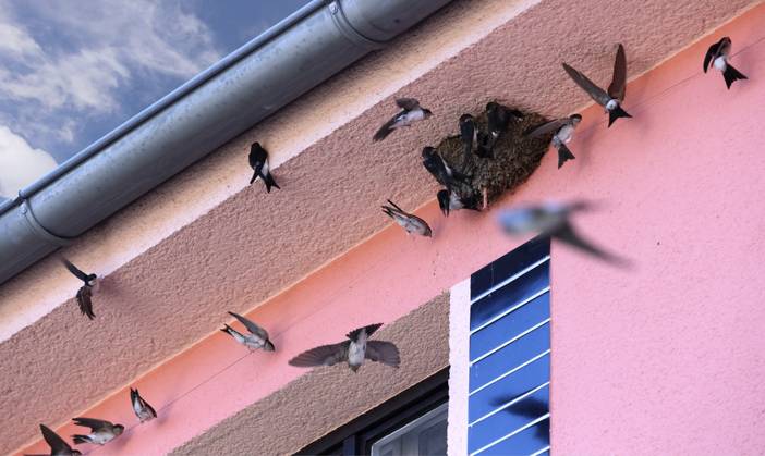 Common House Martin, Delichon urbicum, bird, nest (CTKxPhoto ZdenekxRerych) CTKPhotoF202504030000701  CTKPhotoF202504030000701