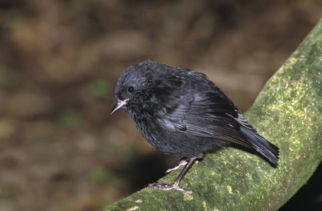 Karure ist Neuseelands Vogel des Jahres, Archivbilder Black robin ( Petroica traversi ) New Zealand Endemic Black robin (Petroica traversi) New Zealand endemic. Endangered species,  Copyright: xRobinxBushx xAvalonx 0641411959