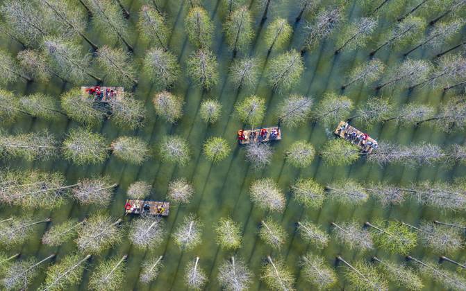 Bilder des Jahres 2025, News 04 April News Bilder des Tages Tourists Ride Bamboo Rafts Under A Metasequoia Forest in Suqian SUQIAN, CHINA - APRIL 6, 2025 - Tourists ride bamboo rafts under a metasequoia forest at the Hongze Lake wetland scenic spot in Suqian, China s Jiangsu province on April 6, 2025. Suqian Jiangsu China  Copyright: xCFOTOx i1743968002954