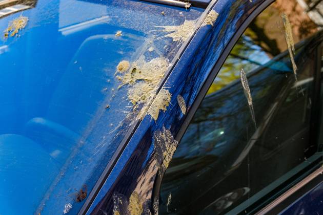 Düsseldorf 06.04.2025 Taubendreck Vogeldreck Taubenkot Vogelkot Vogelkacke Taubenkacke Gänsekot Baumparker Parken unter Baum Autolack Lack KFZ Auto PKW Autowäsche Waschanlage Reinigung Lackschaden Autoversicherung KFZ-Versicherung Kaskoversicherung Vollkasko Teilkasko Lackschaden Düsseldorf Nordrhein-Westfalen Deutschland