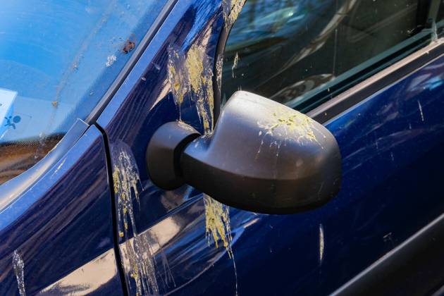 Düsseldorf 06.04.2025 Taubendreck Vogeldreck Taubenkot Vogelkot Vogelkacke Taubenkacke Gänsekot Baumparker Parken unter Baum Autolack Lack KFZ Auto PKW Autowäsche Waschanlage Reinigung Lackschaden Autoversicherung KFZ-Versicherung Kaskoversicherung Vollkasko Teilkasko Lackschaden Düsseldorf Nordrhein-Westfalen Deutschland