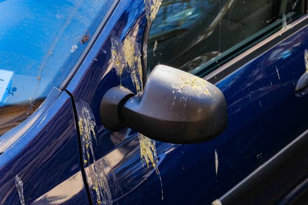 Düsseldorf 06.04.2025 Taubendreck Vogeldreck Taubenkot Vogelkot Vogelkacke Taubenkacke Gänsekot Baumparker Parken unter Baum Autolack Lack KFZ Auto PKW Autowäsche Waschanlage Reinigung Lackschaden Autoversicherung KFZ-Versicherung Kaskoversicherung Vollkasko Teilkasko Lackschaden Düsseldorf Nordrhein-Westfalen Deutschland