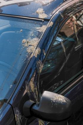 Düsseldorf 06.04.2025 Taubendreck Vogeldreck Taubenkot Vogelkot Vogelkacke Taubenkacke Gänsekot Baumparker Parken unter Baum Autolack Lack KFZ Auto PKW Autowäsche Waschanlage Reinigung Lackschaden Autoversicherung KFZ-Versicherung Kaskoversicherung Vollkasko Teilkasko Lackschaden Düsseldorf Nordrhein-Westfalen Deutschland