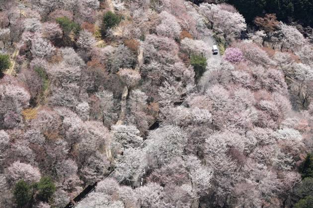 Bilder des Jahres 2025, News 04 April News Themen der Woche KW15 Cherry blossoms at western Japan mountain Photo taken from a Kyodo News helicopter on April 8, 2025, shows Mt. Yoshino covered with cherry blossoms in full bloom in Yoshino in the western Japan prefecture of Nara.  A14AA0004417134P
