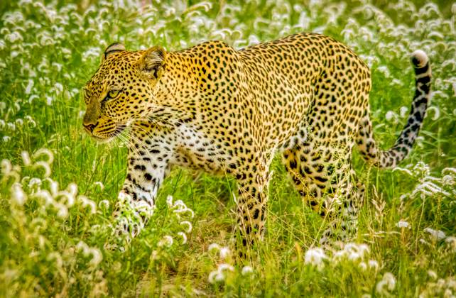 Samburu National Reserve, Kenya. Portrait of African leopard stalking prey in the tall grass of the savannah.  Copyright: xMurrayxMcCallumxPhotographyx x AF21 MMC0012